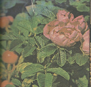 
An understanding of soil science leads to healthier plants, and larger harvests.
